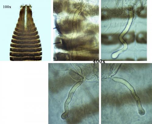 Paroligolophus agrestis